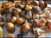 houby-z-okenskch-les