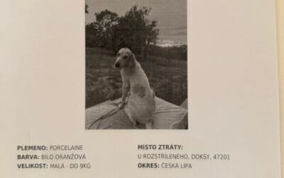 Ztratil se pes